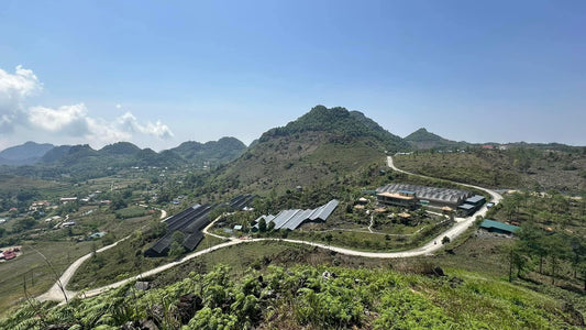 Our Exclusive Ginseng Farm: Nature's Treasure at 1,700 Meters