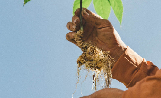 Why Ginseng Could Be the Missing Step in Your Skincare Routine