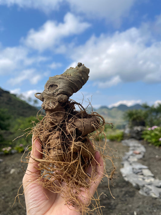 A Vietnam’s National Treasure: The Story of Lai Chau Ginseng