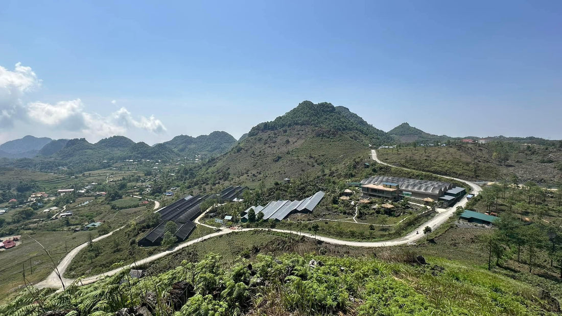 Our Exclusive Ginseng Farm: Nature's Treasure at 1,700 Meters