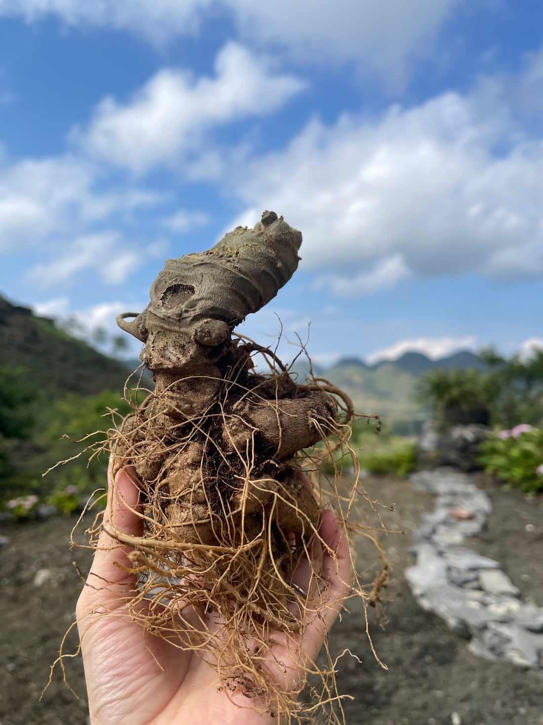 A Vietnam’s National Treasure: The Story of Lai Chau Ginseng