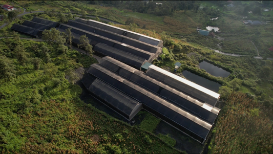 The Rhythm of Our Ginseng Farm: Soil, Roots, People and Sky